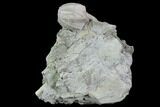 Blastoid (Pentremites) Fossil - Illinois #95948-1